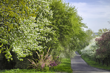 Fototapeta na wymiar Flowering trees in the garden in the spring