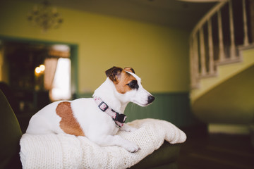 small dog breed Jack Russell Terrier with black eye in the house