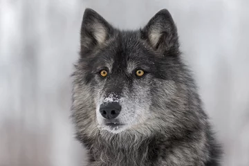 Afwasbaar Fotobehang Wolf Zwarte fase grijze wolf (Canis lupus) portret
