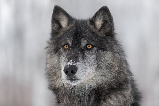 Black Phase Grey Wolf (Canis lupus) Portrait