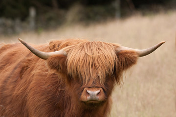vache Highland en Ecosse