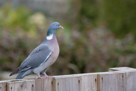 wood pigeon sitting on a fence