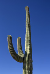 Saguaro National Park in Arizona