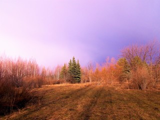Forest landscape in early spring.Clearings of melted snow on the withered grass.The sky after rain.