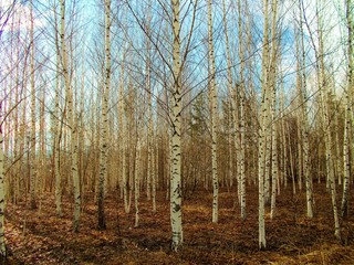Young naked birch trees in early spring.Grove.The blue sky shines through the copse.Trees without leaves.
