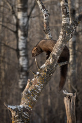 Fisher (Martes pennanti) in Tree