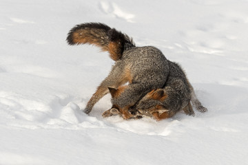 Naklejka na ściany i meble Grey Fox (Urocyon cinereoargenteus) Tussle in Snow