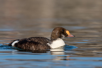 Male King Eider Juvenile Swimming