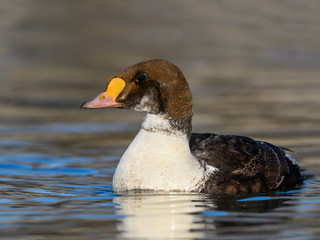 Male King Eider Juvenile Swimming
