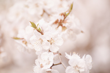 Fototapeta premium Blossoming of the apricot tree in spring time with white beautiful flowers. Macro image with copy space. Natural seasonal background.