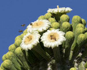 Saguaro National Park in Arizona