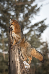 Grey Fox (Urocyon cinereoargenteus) Looks Left From Top of Broken Tree