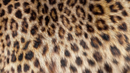 Beautiful leopard fur blowing on the wind, luxury abstract natural texture, close up macro shot of...