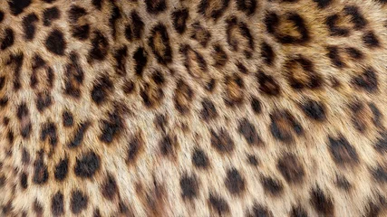 Fotobehang Beautiful leopard fur blowing on the wind, luxury abstract natural texture, close up macro shot of animal hair. © railwayfx