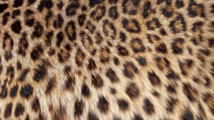 Foto op Aluminium Mooie luipaardbont waait op de wind, luxe abstracte natuurlijke textuur, close-up macro-opname van dierlijk haar. © railwayfx