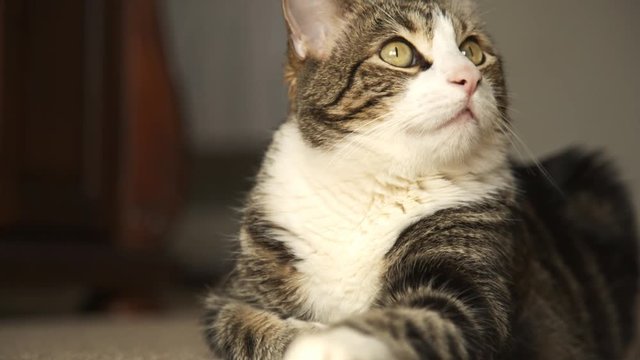 Tabby house cat relaxing until suddenly becomes startled and leads away. Fluffy american tabby cat with beautiful markings. Close up shot of the kittie's face.