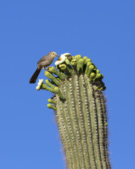 Saguaro National Park in Arizona - thrasher