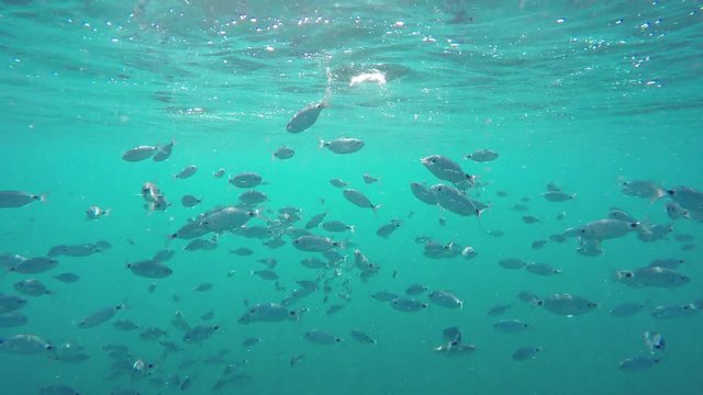 The underwater views of the ocean with its inhabitants - 3