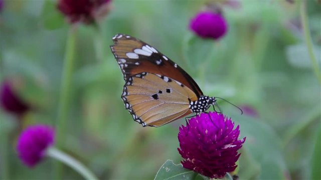 Purple Gomphrena with Butterfly Sucking Nectar