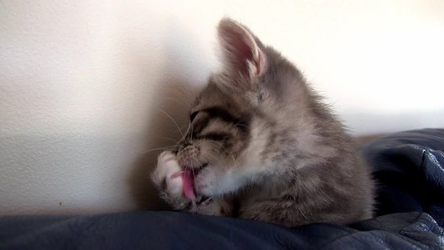 Kitten playing inside with a ball, paper and plastic straw - 3