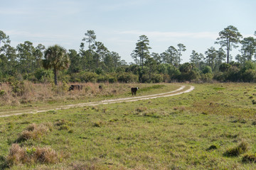 Fototapeta na wymiar dirt road with livestock 