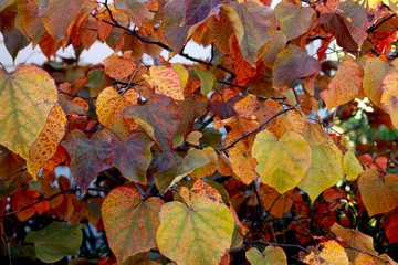 Autumn colour