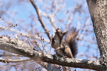 エゾリスの食餌