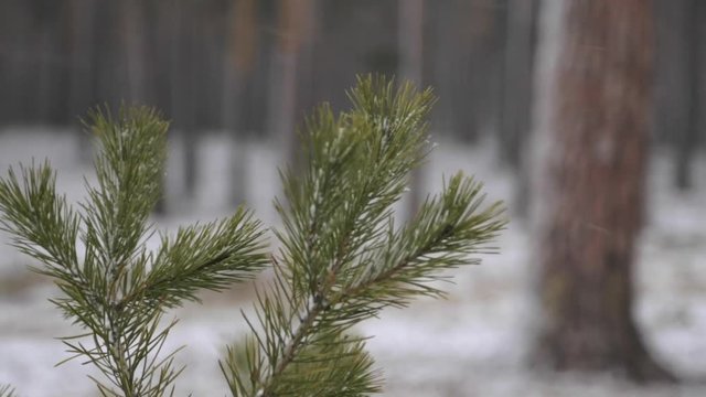 Snow and wind in a winter pine forest  - 4