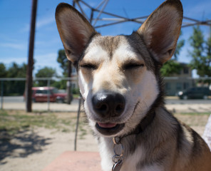 Happy husky corgi mix puppy at the dog park © Mike