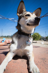 Happy husky corgi mix puppy at the dog park