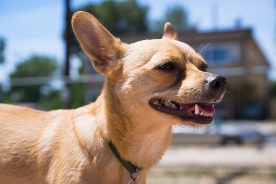 Chihuahua Mix puppy at the dog park