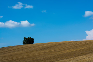 刈り取りが終わったムギ畑と青空