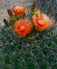 Emory's Barrel Cactus Bloom