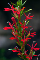 Cardinal Flower