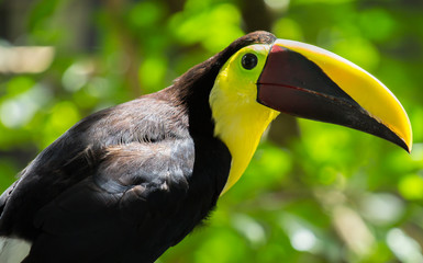 Toucan