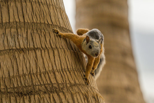 squirrel in tamarindo