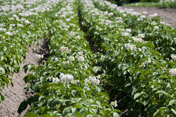 白い花をつけたジャガイモ畑