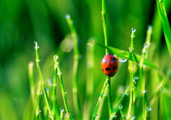 drops of water and a ladybug on the leaf in the morning