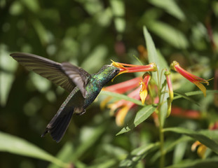 Obraz premium Hummingbird in flight