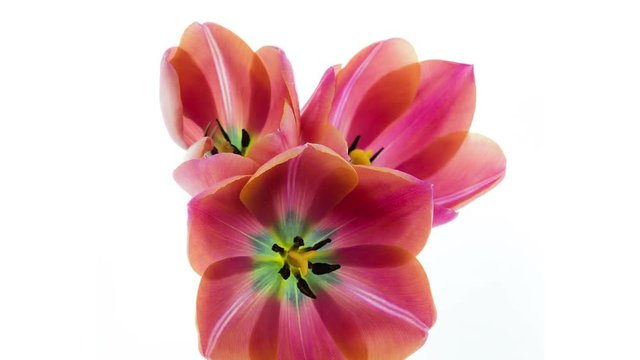 Bunch of three light ping tulip flowers blooming timelapse in 4K  on white background