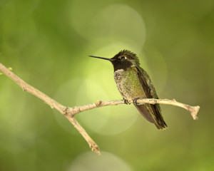 Fototapeta na wymiar costa's hummingbird