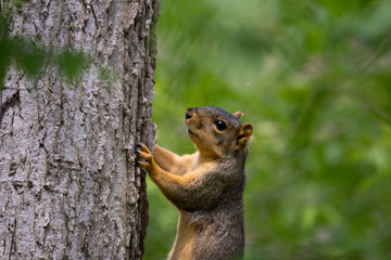 Squirrel on Tree