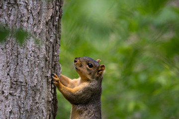 Squirrel on Tree