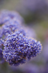 Close-up of violet colored wildflowers in spring