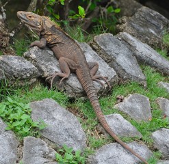 Pearl Islands Iguana