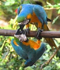 Macaws 19