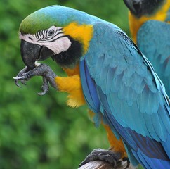 Macaws 14