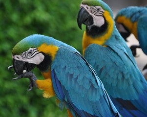 Macaws 13