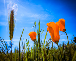 Low persective of bright orange poppies in a grassy field against a blue sky.