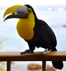 Toucan on the Fence 5